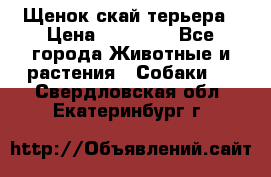 Щенок скай терьера › Цена ­ 20 000 - Все города Животные и растения » Собаки   . Свердловская обл.,Екатеринбург г.